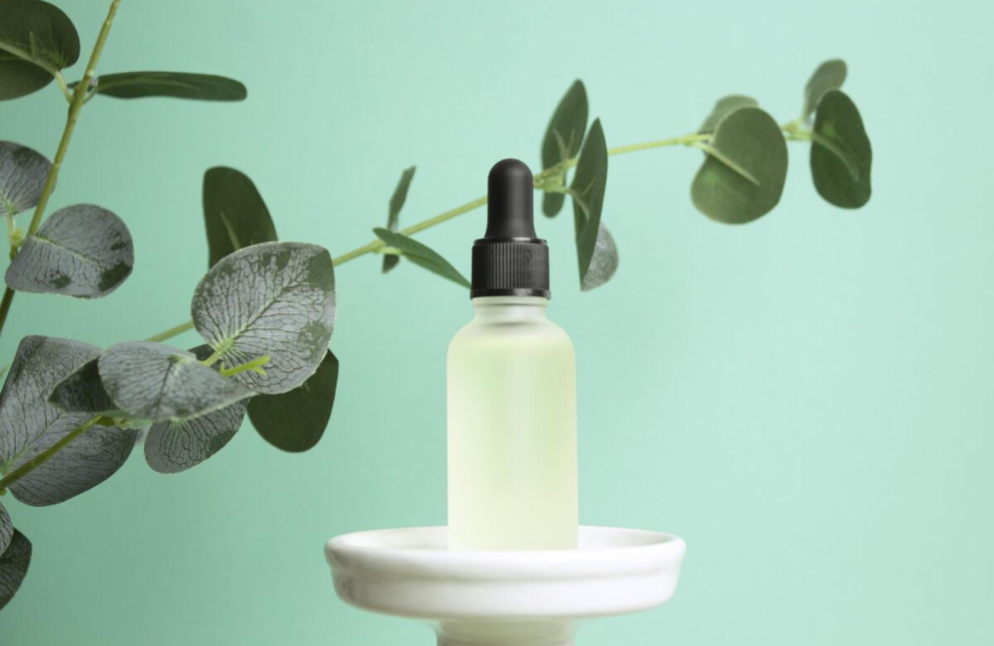 Eucalyptus Oil – A Versatile Essential Oil for Professionals