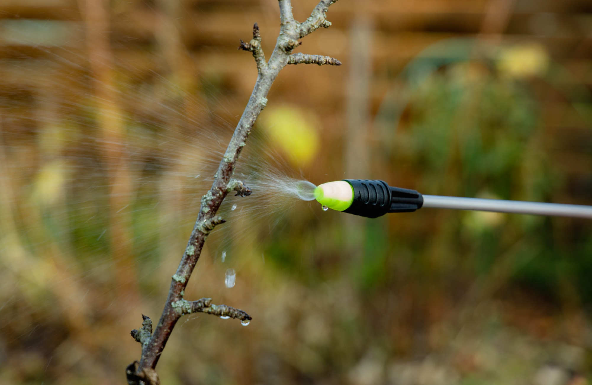 Pest Control Mastery with Neem Oil