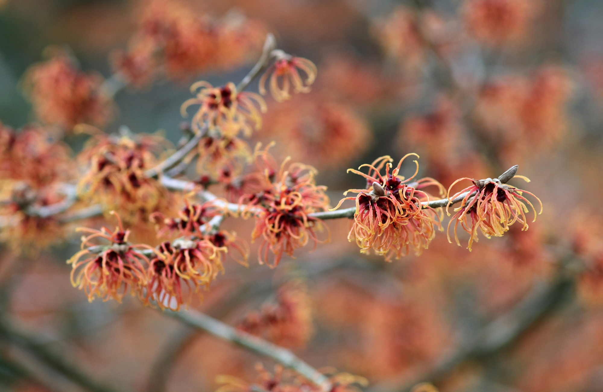 Witch Hazel: An Organic Superhero