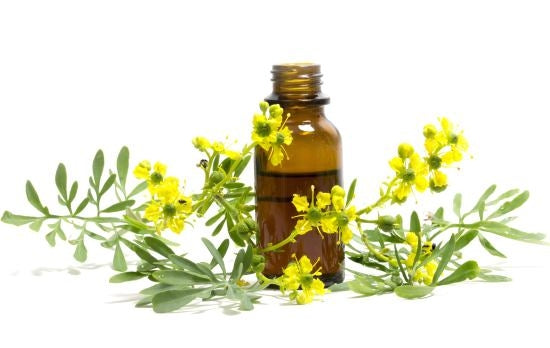 Litsea Cubeba Pure Essential Oil 30ML, By Vale of Eden