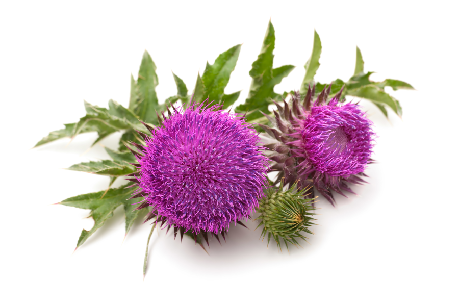 Milk Thistle Seed Oil, Cold Pressed, 4 fl oz