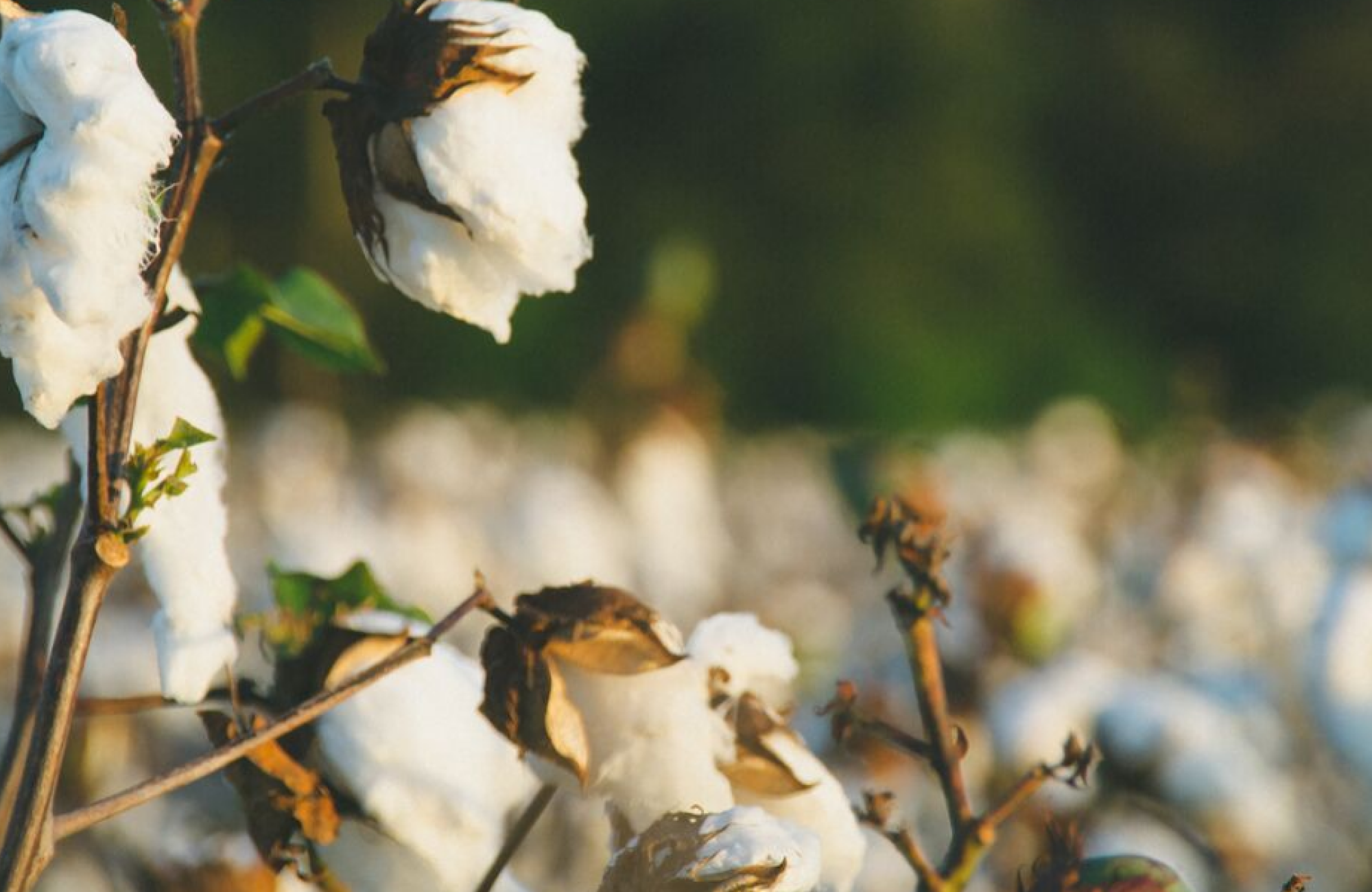 5 Ways You Can Use Cottonseed Oil