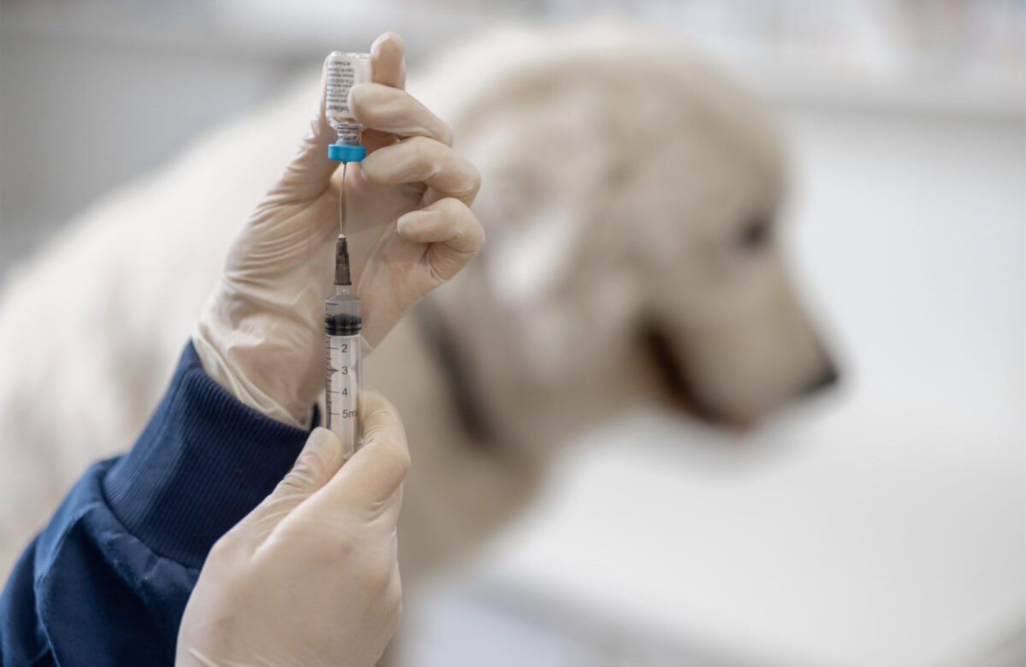 Simplify Your Shopping Experience for Your Pet with Med Lab Supply’s Pet Insulin Syringes