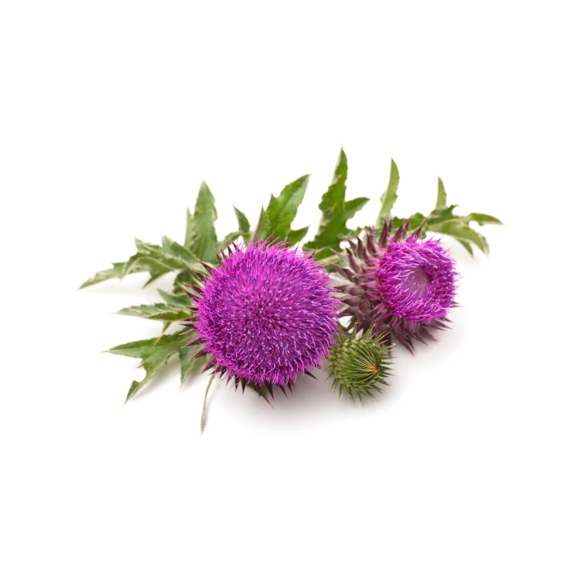 Milk Thistle Seed Oil