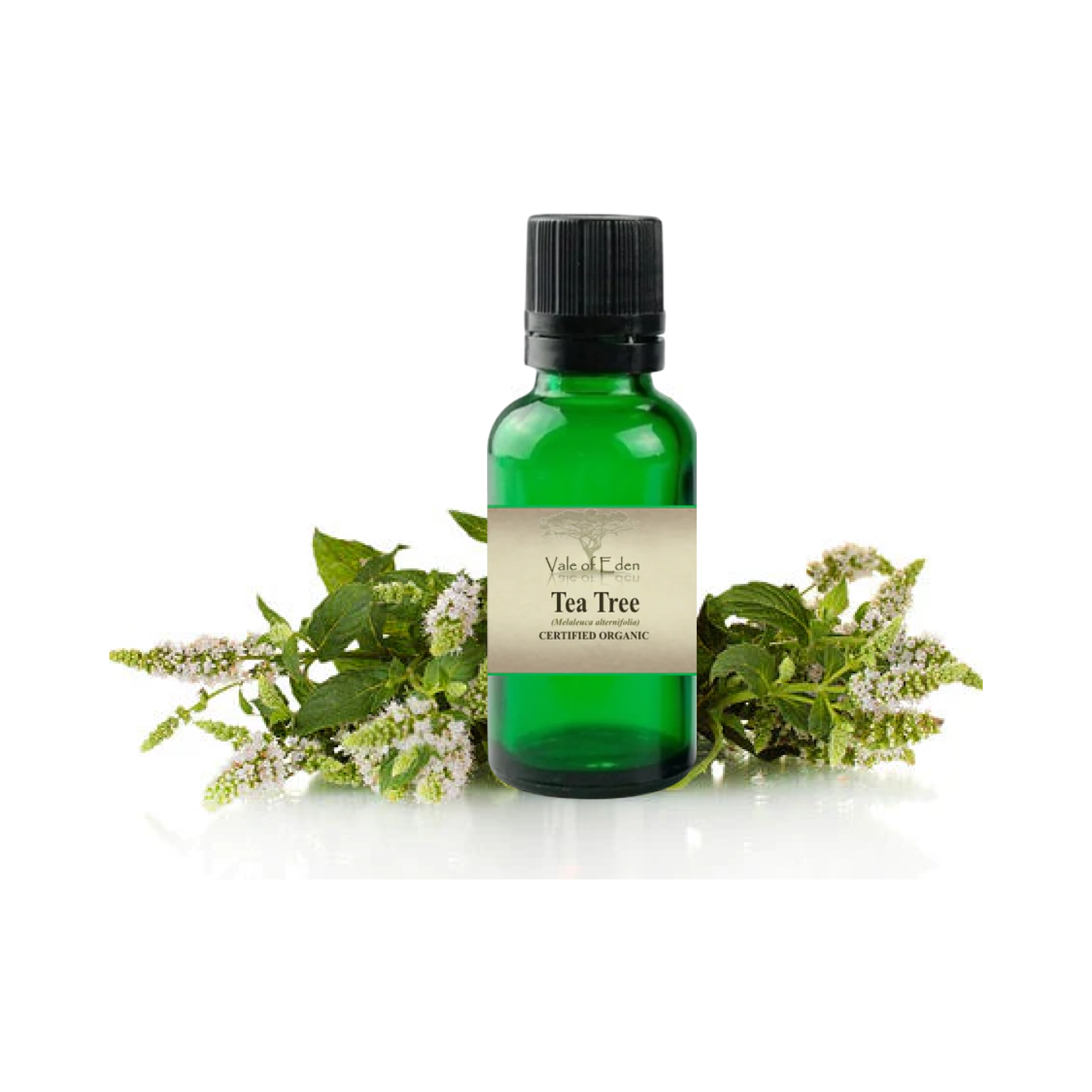 Tea Tree Oil