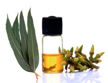 Eucalyptus Essential Oil, Therapeutic Grade