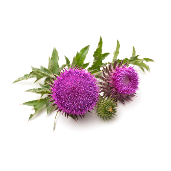 Milk Thistle Seed Oil, Cold Pressed