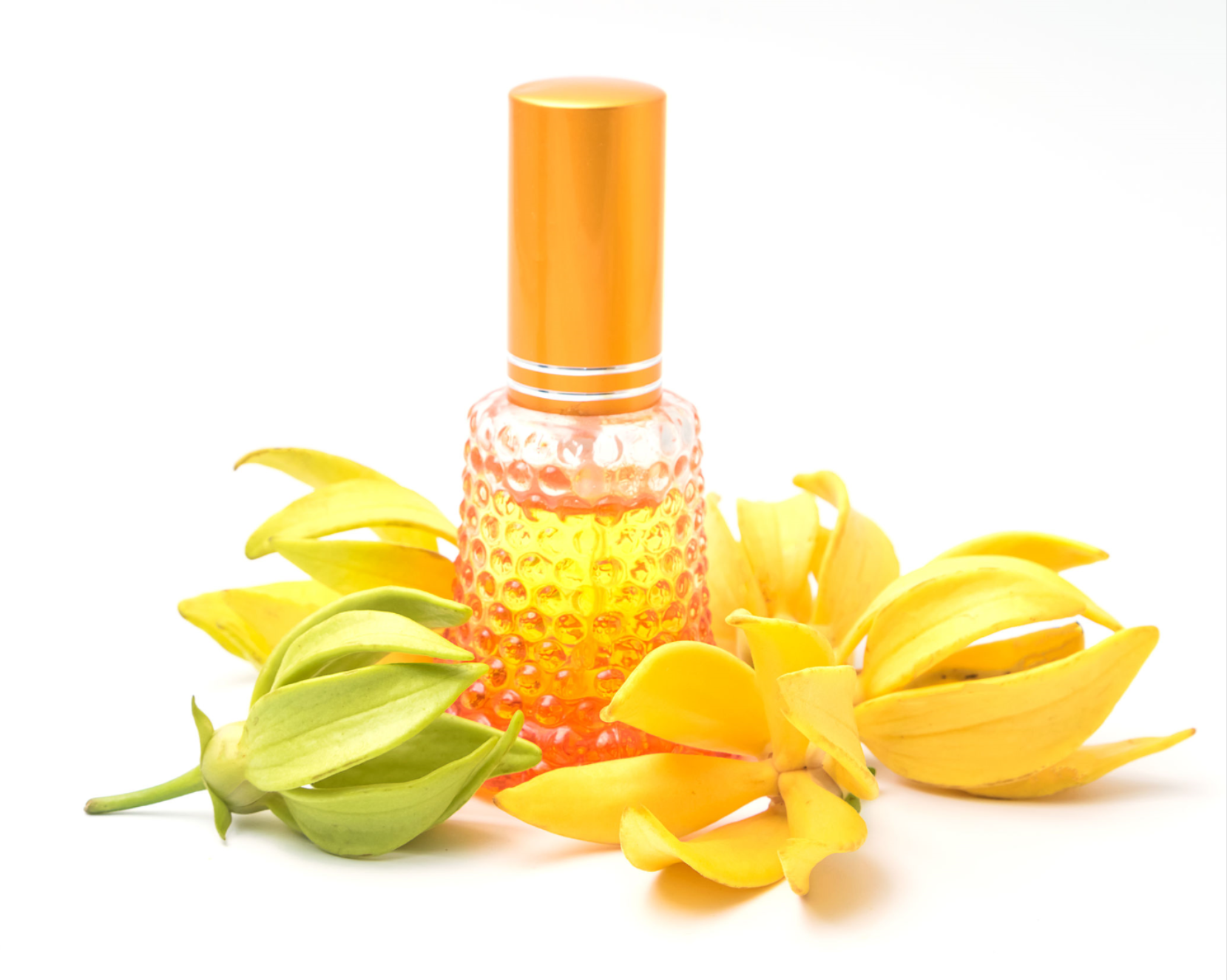 Ylang Ylang Pure Essential Oil, 30ML in Euro Amber Glass Vial